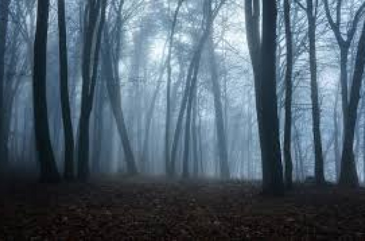 Mystická nálada lesa
