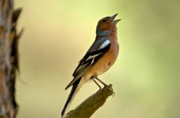 Nadprirodzené účinky vtáčieho spevu 