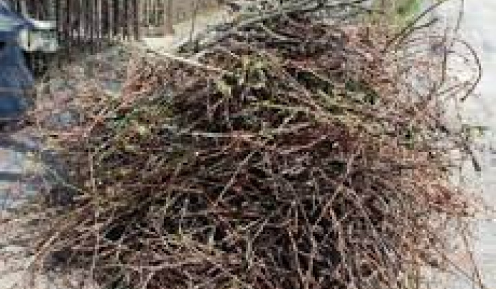 Fotka - Odvoz konárov z orezaných stromov
