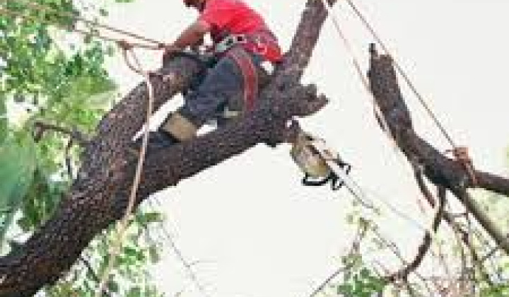 Fotka - Oznámenie o plánovanom výrube drevín/krovitých porastov